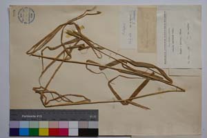 Secale montanum Guss. var. balcanum Gan. [ SOMXXXXX0320] (2) (c) Institute of Biodiversity and Ecosystem Research, BAS — Vascular Plants and Mosses Collections (SOM)