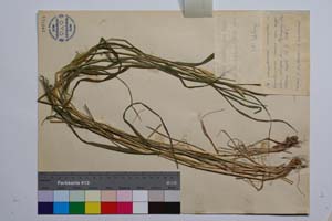 Secale rhodopaeum Delipavlov [ SOMXXXXX0321] (2) (c) Institute of Biodiversity and Ecosystem Research, BAS — Vascular Plants and Mosses Collections (SOM)