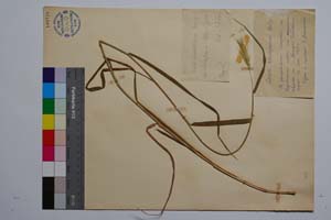 Secale rhodopaeum Delipavlov [ SOMXXXXX0322] (c) Institute of Biodiversity and Ecosystem Research, BAS — Vascular Plants and Mosses Collections (SOM)