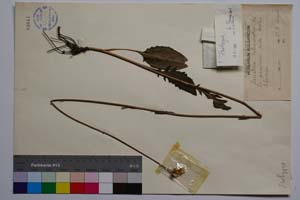 Serratula heterophylla Def. [ SOMXXXXX0324] (c) Institute of Biodiversity and Ecosystem Research, BAS — Vascular Plants and Mosses Collections (SOM)