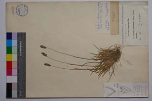 Sesleria argentea Savi. [ SOMXXXXX0325] (c) Institute of Biodiversity and Ecosystem Research, BAS — Vascular Plants and Mosses Collections (SOM)