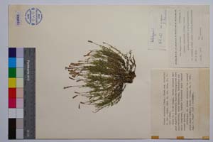 Silene balcanica (Urum.) Hayek ssp. uichellii P. Pan. [ SOMXXXXX0326] (c) Institute of Biodiversity and Ecosystem Research, BAS — Vascular Plants and Mosses Collections (SOM)