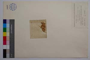 Silene balcanica (Urum.) Hayek ssp. uichellii P. Pan. [ SOMXXXXX0327] (c) Institute of Biodiversity and Ecosystem Research, BAS — Vascular Plants and Mosses Collections (SOM)