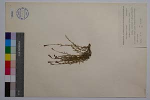 Silene balcanica (Urum.) Hayek ssp. uichellii P. Pan. [ SOMXXXXX0328] (c) Institute of Biodiversity and Ecosystem Research, BAS — Vascular Plants and Mosses Collections (SOM)