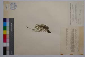 Silene balcanica (Urum.) Hayek ssp. uichellii P. Pan. [ SOMXXXXX0329] (c) Institute of Biodiversity and Ecosystem Research, BAS — Vascular Plants and Mosses Collections (SOM)