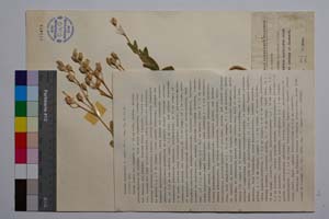 Silene caliacrae D. Jord. & P. Pan. [ SOMXXXXX0330] (c) Institute of Biodiversity and Ecosystem Research, BAS — Vascular Plants and Mosses Collections (SOM)