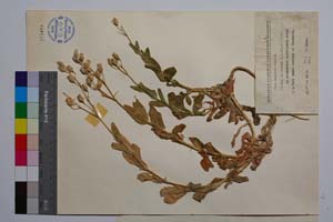 Silene caliacrae D. Jord. & P. Pan. [ SOMXXXXX0330] (2) (c) Institute of Biodiversity and Ecosystem Research, BAS — Vascular Plants and Mosses Collections (SOM)
