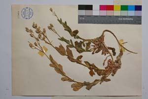 Silene caliacrae D. Jord. & P. Pan. [ SOMXXXXX0330] (3) (c) Institute of Biodiversity and Ecosystem Research, BAS — Vascular Plants and Mosses Collections (SOM)