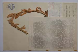 Silene caliacrae D. Jord. & P. Pan. [ SOMXXXXX0331] (c) Institute of Biodiversity and Ecosystem Research, BAS — Vascular Plants and Mosses Collections (SOM)