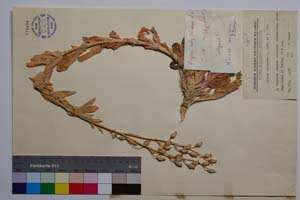 Silene caliacrae D. Jord. & P. Pan. [ SOMXXXXX0331] (2) (c) Institute of Biodiversity and Ecosystem Research, BAS — Vascular Plants and Mosses Collections (SOM)