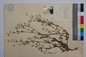 Silene euxina Rupr. var. bulgarica Jord. & Pan. [ SOMXXXXX0332] (2) (c) Institute of Biodiversity and Ecosystem Research, BAS — Vascular Plants and Mosses Collections (SOM)