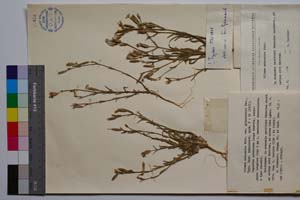 Silene subconica Friv. var. grisebachii Dav. [ SOMXXXXX0333] (c) Institute of Biodiversity and Ecosystem Research, BAS — Vascular Plants and Mosses Collections (SOM)