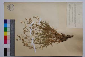 Silene velcevii D. Jord. & P. Pan. [ SOMXXXXX0334] (2) (c) Institute of Biodiversity and Ecosystem Research, BAS — Vascular Plants and Mosses Collections (SOM)