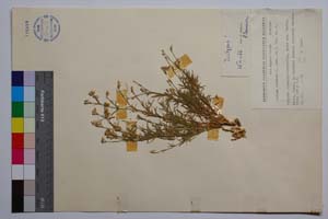 Silene velcevii D. Jord. & P. Pan. [ SOMXXXXX0337] (c) Institute of Biodiversity and Ecosystem Research, BAS — Vascular Plants and Mosses Collections (SOM)