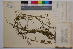 Silene vulgaris (Moench.) Garcke f. polypetala P. Panov [ SOMXXXXX0338] (c) Institute of Biodiversity and Ecosystem Research, BAS — Vascular Plants and Mosses Collections (SOM)