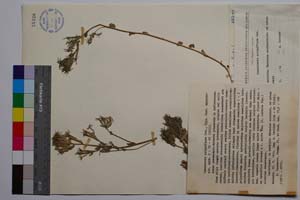 Specularia polypiflora Dav. [ SOMXXXXX0339] (c) Institute of Biodiversity and Ecosystem Research, BAS — Vascular Plants and Mosses Collections (SOM)