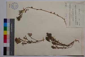 Specularia polypiflora Dav. [ SOMXXXXX0339] (2) (c) Institute of Biodiversity and Ecosystem Research, BAS — Vascular Plants and Mosses Collections (SOM)