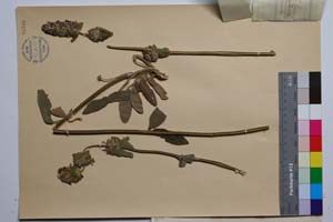 Stachys thracica Dav. [ SOMXXXXX0340] (2) (c) Institute of Biodiversity and Ecosystem Research, BAS — Vascular Plants and Mosses Collections (SOM)