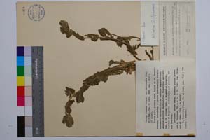 Stachys plumosa Griseb. var. intermedia Stoj. & Kit. [ SOMXXXXX0341] (c) Institute of Biodiversity and Ecosystem Research, BAS — Vascular Plants and Mosses Collections (SOM)