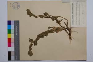 Stachys plumosa Griseb. var. intermedia Stoj. & Kit. [ SOMXXXXX0341] (2) (c) Institute of Biodiversity and Ecosystem Research, BAS — Vascular Plants and Mosses Collections (SOM)