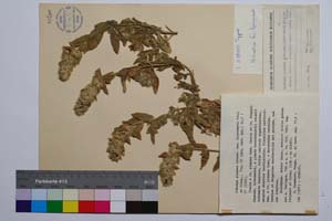 Stachys plumosa Griseb. var. intermedia Stoj. & Kit. [ SOMXXXXX0342] (c) Institute of Biodiversity and Ecosystem Research, BAS — Vascular Plants and Mosses Collections (SOM)
