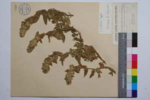 Stachys plumosa Griseb. var. intermedia Stoj. & Kit. [ SOMXXXXX0342] (2) (c) Institute of Biodiversity and Ecosystem Research, BAS — Vascular Plants and Mosses Collections (SOM)