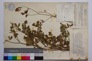 Trifolium alexandrinum L. var. madarensae Koz. [ SOMXXXXX0344] (c) Institute of Biodiversity and Ecosystem Research, BAS — Vascular Plants and Mosses Collections (SOM)