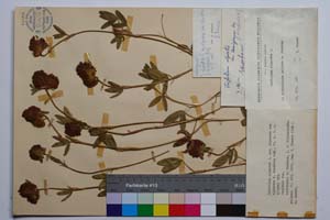 Trifolium alpestre L. ssp. alpestre var. alpestre f. bicefala Koz. [ SOMXXXXX0345] (c) Institute of Biodiversity and Ecosystem Research, BAS — Vascular Plants and Mosses Collections (SOM)
