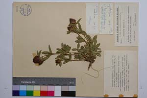 Trifolium alpestre L. ssp. alpestre var. alpestre f. heterofoliolata Koz. [ SOMXXXXX0347] (c) Institute of Biodiversity and Ecosystem Research, BAS — Vascular Plants and Mosses Collections (SOM)