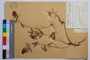 Trifolium alpestre L. var. incanumn Ces. [ SOMXXXXX0349] (c) Institute of Biodiversity and Ecosystem Research, BAS — Vascular Plants and Mosses Collections (SOM)