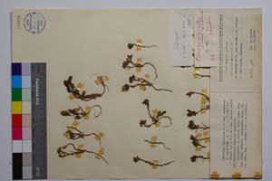 Trifolium echinatum M. B. var. echinatum f. minor Koz. [ SOMXXXXX0350] (c) Institute of Biodiversity and Ecosystem Research, BAS — Vascular Plants and Mosses Collections (SOM)