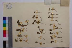 Trifolium echinatum M. B. var. echinatum f. minor Koz. [ SOMXXXXX0350] (2) (c) Institute of Biodiversity and Ecosystem Research, BAS — Vascular Plants and Mosses Collections (SOM)