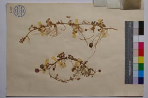 Trifolium fragiferum L. ssp. bonannii (C. Presl) Sojak var. pulchellum Lange f. repentes Koz. [ SOMXXXXX0351] (2) (c) Institute of Biodiversity and Ecosystem Research, BAS — Vascular Plants and Mosses Collections (SOM)