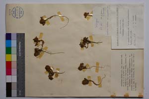 Trifolium hirtum All. var. minutum Koz. [ SOMXXXXX0352] (c) Institute of Biodiversity and Ecosystem Research, BAS — Vascular Plants and Mosses Collections (SOM)
