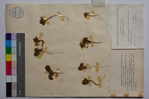 Trifolium hirtum All. var. minutum Koz. [ SOMXXXXX0352] (2) (c) Institute of Biodiversity and Ecosystem Research, BAS — Vascular Plants and Mosses Collections (SOM)