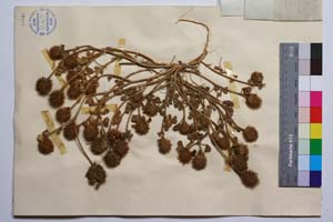 Trifolium hirtum All. var. hirtum f. ramosum Koz. [ SOMXXXXX0353] (2) (c) Institute of Biodiversity and Ecosystem Research, BAS — Vascular Plants and Mosses Collections (SOM)