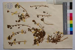 Trifolium hirtum All. var. urumovii Koz. [ SOMXXXXX0354] (2) (c) Institute of Biodiversity and Ecosystem Research, BAS — Vascular Plants and Mosses Collections (SOM)