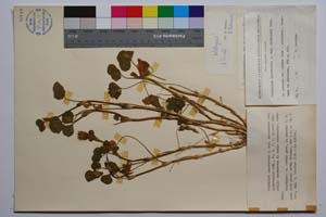 Trifolium incarnatum L. ssp. incarnatum var. intermedium Koz. [ SOMXXXXX0355] (c) Institute of Biodiversity and Ecosystem Research, BAS — Vascular Plants and Mosses Collections (SOM)