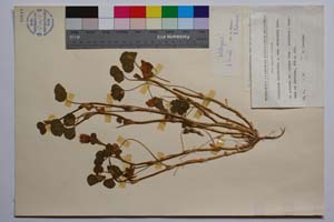 Trifolium incarnatum L. ssp. incarnatum var. intermedium Koz. [ SOMXXXXX0355] (2) (c) Institute of Biodiversity and Ecosystem Research, BAS — Vascular Plants and Mosses Collections (SOM)