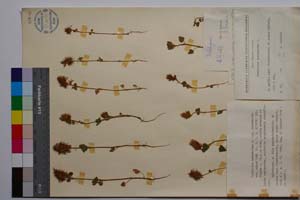Trifolium incarnatum L. ssp. incarnatum var. minor Koz. [ SOMXXXXX0356] (c) Institute of Biodiversity and Ecosystem Research, BAS — Vascular Plants and Mosses Collections (SOM)
