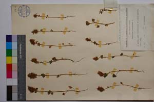 Trifolium incarnatum L. ssp. incarnatum var. minor Koz. [ SOMXXXXX0356] (2) (c) Institute of Biodiversity and Ecosystem Research, BAS — Vascular Plants and Mosses Collections (SOM)