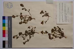 Trifolium lappaceum L. var. tracicum Dav. [ SOMXXXXX0357] (2) (c) Institute of Biodiversity and Ecosystem Research, BAS — Vascular Plants and Mosses Collections (SOM)