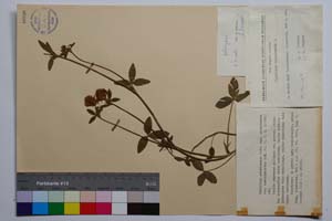 Trifolium ochroleucon Huds. ssp. ochroleucon var. brevidentatum Koz. [ SOMXXXXX0358] (c) Institute of Biodiversity and Ecosystem Research, BAS — Vascular Plants and Mosses Collections (SOM)