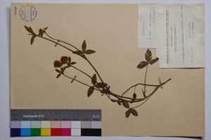 Trifolium ochroleucon Huds. ssp. ochroleucon var. brevidentatum Koz. [ SOMXXXXX0358] (2) (c) Institute of Biodiversity and Ecosystem Research, BAS — Vascular Plants and Mosses Collections (SOM)