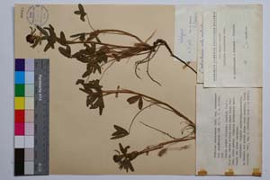 Trifolium ochroleucon Huds. ssp. ochroleucon var. grancarovii Koz. [ SOMXXXXX0359] (c) Institute of Biodiversity and Ecosystem Research, BAS — Vascular Plants and Mosses Collections (SOM)