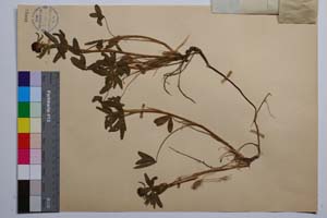 Trifolium ochroleucon Huds. ssp. ochroleucon var. grancarovii Koz. [ SOMXXXXX0359] (2) (c) Institute of Biodiversity and Ecosystem Research, BAS — Vascular Plants and Mosses Collections (SOM)