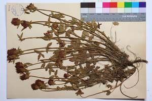 Trifolium ochroleucon Huds. ssp. ochroleucon var. macranthum Koz. [ SOMXXXXX0360] (2) (c) Institute of Biodiversity and Ecosystem Research, BAS — Vascular Plants and Mosses Collections (SOM)