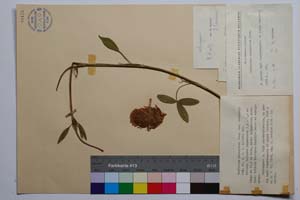 Trifolium pannonicum Jacq. var. davidovii Koz. [ SOMXXXXX0361] (c) Institute of Biodiversity and Ecosystem Research, BAS — Vascular Plants and Mosses Collections (SOM)