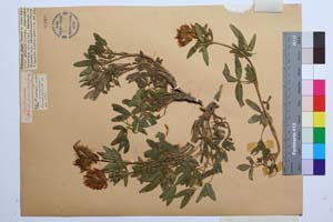 Trifolium pannonicum Jacq. ssp. jurkovskii Koz. [ SOMXXXXX0362] (2) (c) Institute of Biodiversity and Ecosystem Research, BAS — Vascular Plants and Mosses Collections (SOM)