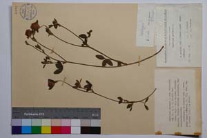 Trifolium pratense L. var. stojanovii Koz. [ SOMXXXXX0363] (c) Institute of Biodiversity and Ecosystem Research, BAS — Vascular Plants and Mosses Collections (SOM)
